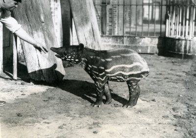 A Young Malayan Tapir with Keeper at London Zoo, 18th October 1921 by Frederick William Bond